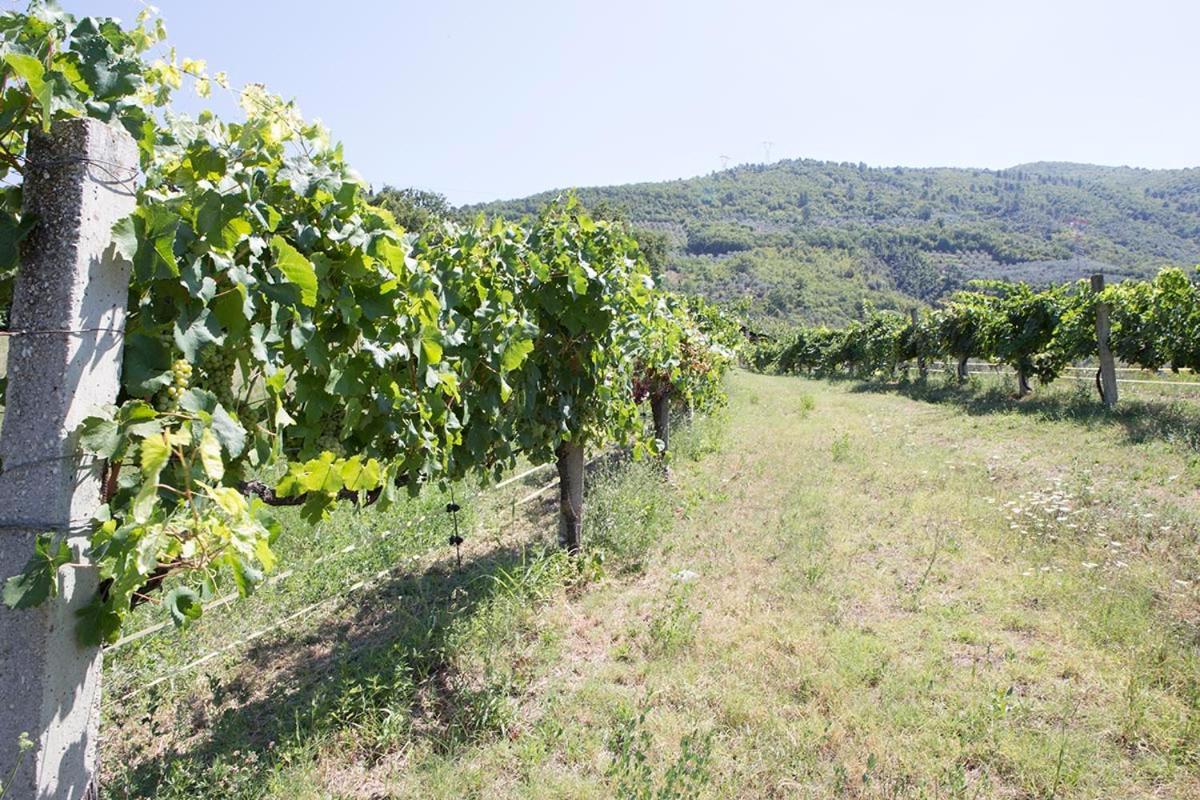 Agriturismo I Melograni Ферентилло Экстерьер фото